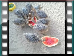 pipicsek dinnyéznek